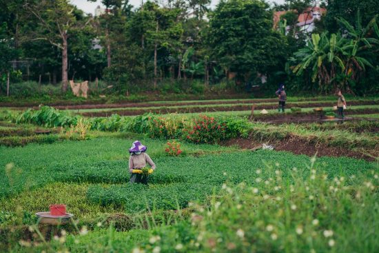 explore the charm and tranquility of rural living, where picturesque landscapes, close-knit communities, and a slower pace of life await. discover the benefits of embracing nature and connecting with simpler joys in the countryside.
