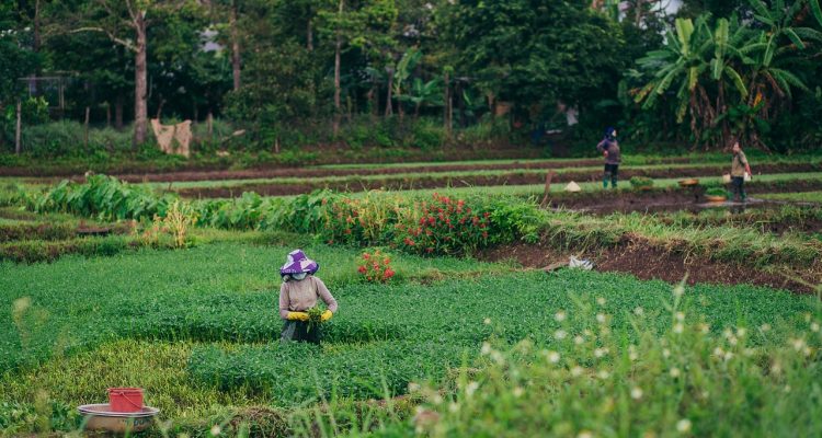 explore the charm and tranquility of rural living, where picturesque landscapes, close-knit communities, and a slower pace of life await. discover the benefits of embracing nature and connecting with simpler joys in the countryside.