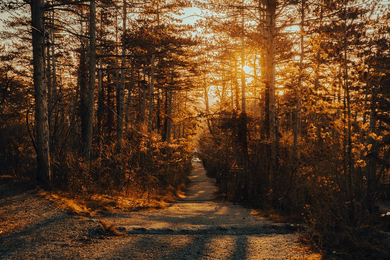 discover the best hiking gear to enhance your outdoor adventures. from durable backpacks to high-performance footwear, find everything you need for a safe and enjoyable hike.