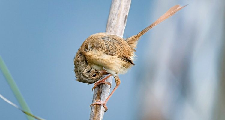 explore the fascinating world of wildlife, where nature's diverse creatures thrive in their natural habitats. discover the beauty, behavior, and conservation of wildlife across the globe.