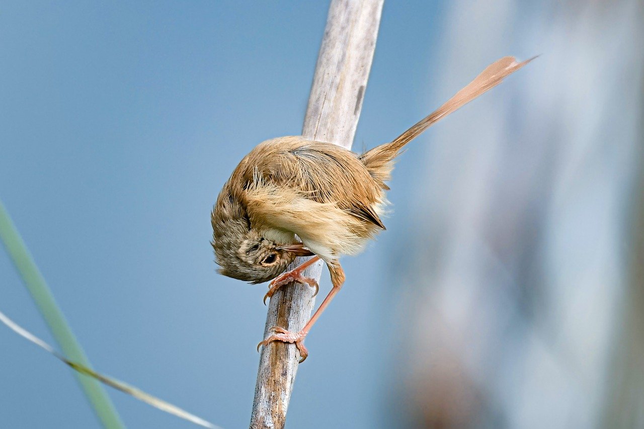 explore the fascinating world of wildlife, where nature's diverse creatures thrive in their natural habitats. discover the beauty, behavior, and conservation of wildlife across the globe.