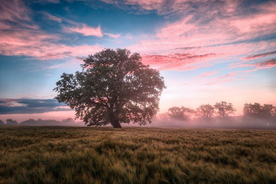 explore the beauty and wonders of nature, from breathtaking landscapes to diverse wildlife. discover the importance of preserving our natural environment and how you can contribute to its protection.