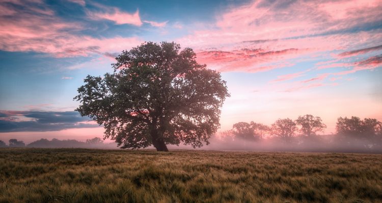 explore the beauty and wonders of nature, from breathtaking landscapes to diverse wildlife. discover the importance of preserving our natural environment and how you can contribute to its protection.