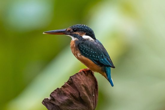 explore the fascinating world of wildlife, where breathtaking animals and vibrant ecosystems come to life. discover their habitats, behaviors, and the importance of conservation in preserving our planet's natural heritage.