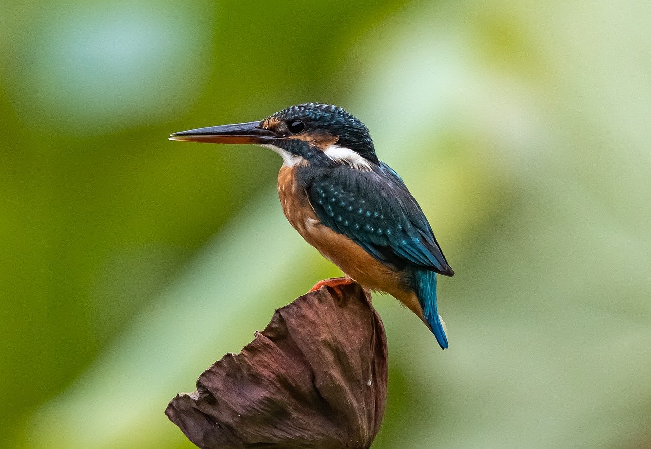 explore the fascinating world of wildlife, where breathtaking animals and vibrant ecosystems come to life. discover their habitats, behaviors, and the importance of conservation in preserving our planet's natural heritage.
