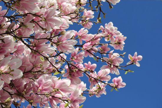 discover the ultimate guide to spring break! explore exciting destinations, fun activities, and tips to make the most of your vacation. whether you're planning a beach getaway or an adventure-filled trip, find all the inspiration you need for an unforgettable spring break.
