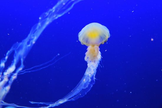 explore the fascinating world of marine life, where vibrant ecosystems teem with diverse species, from colorful coral reefs to majestic ocean giants. discover the beauty and complexity of underwater habitats and the vital roles they play in our planet's health.