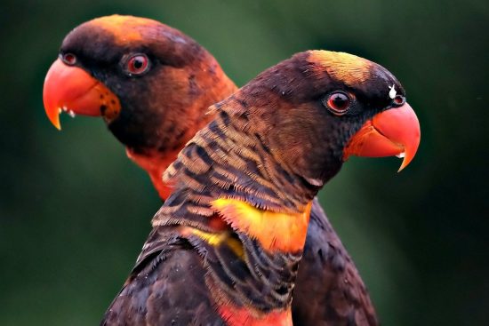 explore the fascinating world of wildlife, where you can discover diverse species, their habitats, and the importance of conservation efforts to protect our planet's natural treasures.