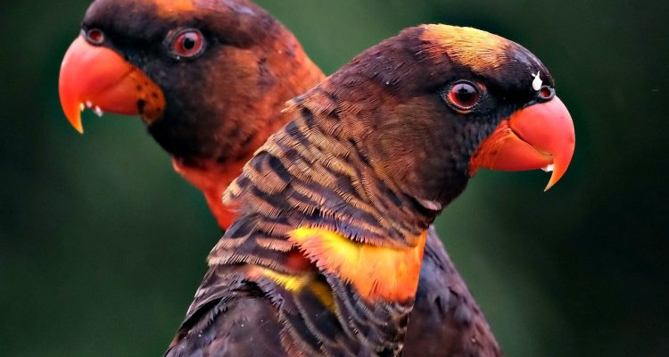 explore the fascinating world of wildlife, where you can discover diverse species, their habitats, and the importance of conservation efforts to protect our planet's natural treasures.