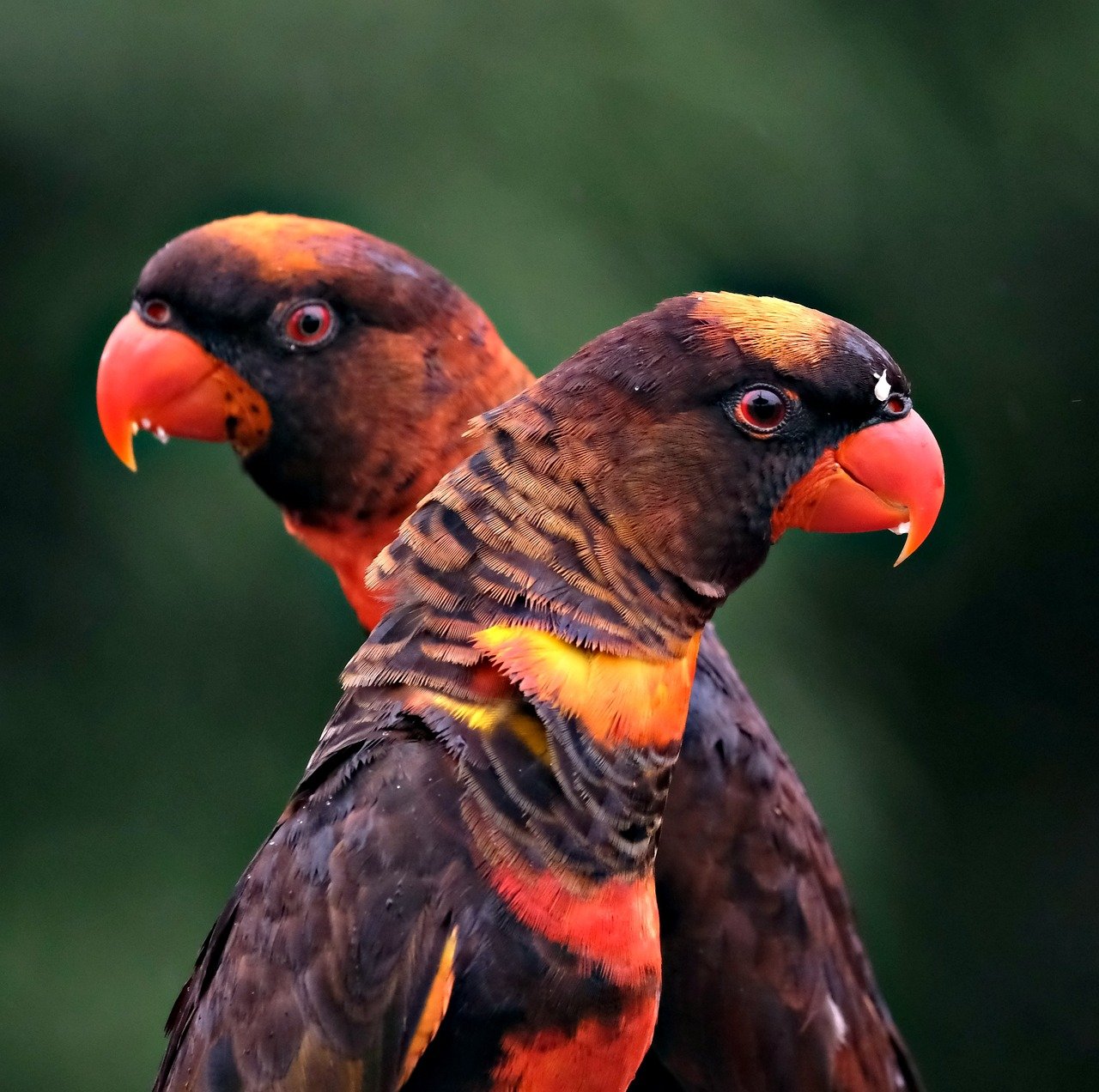 explore the fascinating world of wildlife, where you can discover diverse species, their habitats, and the importance of conservation efforts to protect our planet's natural treasures.